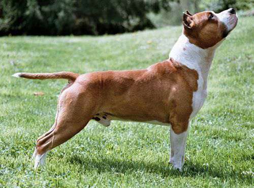 AMERICAN-STAFFORDSHIRE-TERRIER