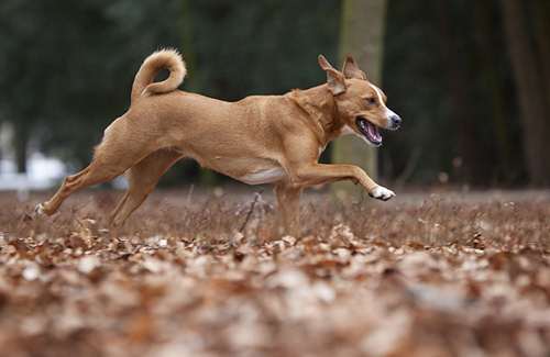 Austrian-Pinscher