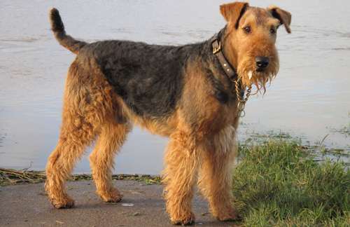 airedale-terrier