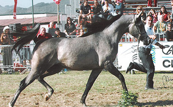 cavallo-arabo