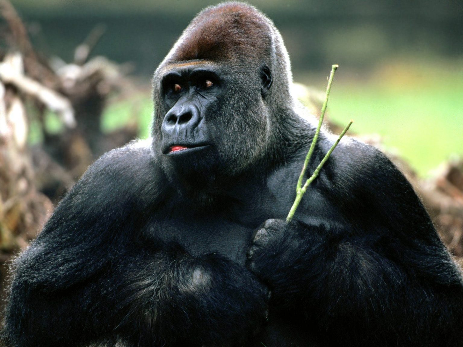 Gorilla Animali net Gorilla Animali net