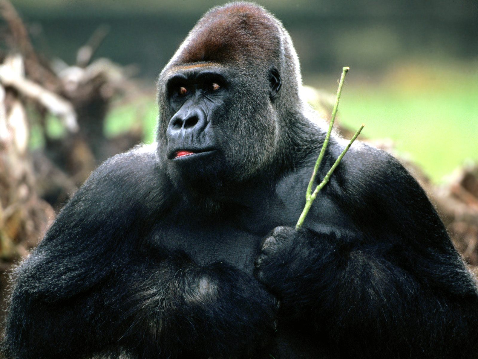 gorilla