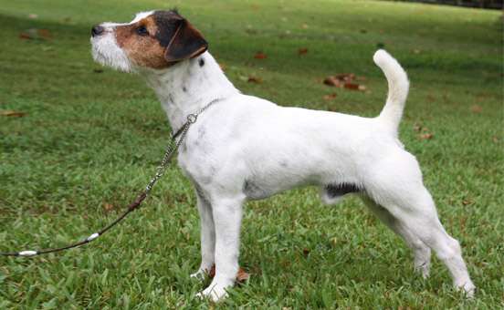 jack-russell