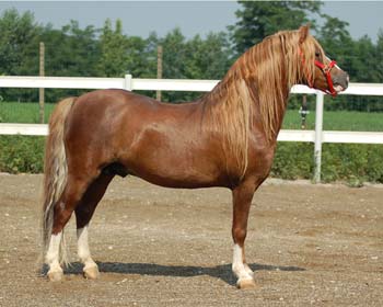 welsh-cob