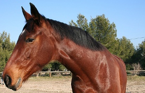 Orecchio del cavallo Udito