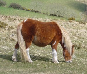 cavallo pony