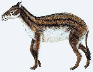 Hyracotherium