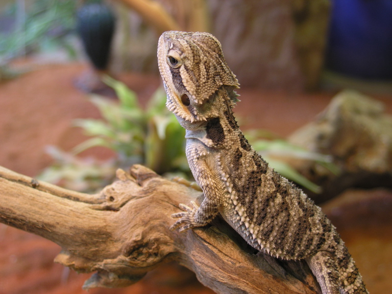 Pogona vitticeps