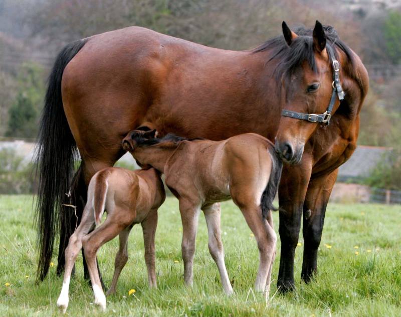 parto gemellare cavallo