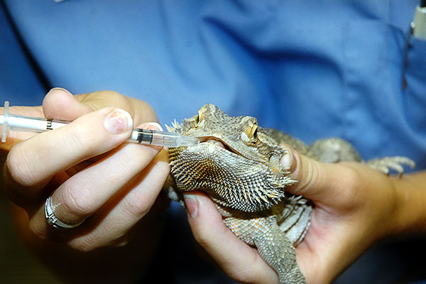 pogona-malattia