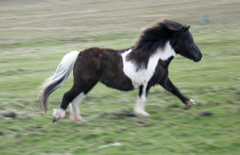 shetland-pony