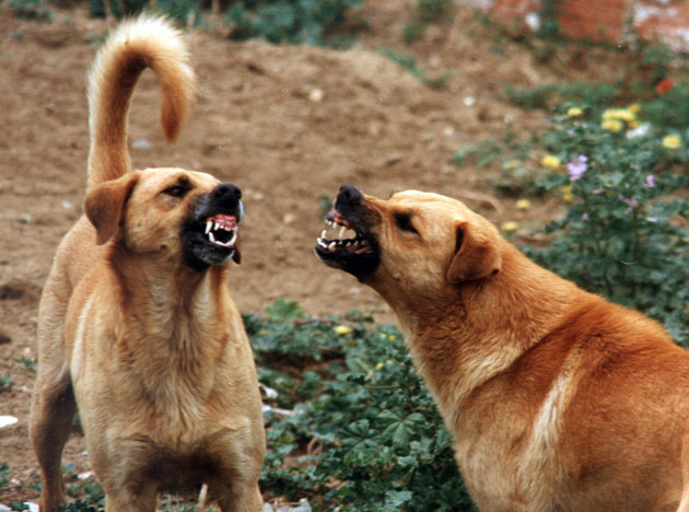 cane-territorio