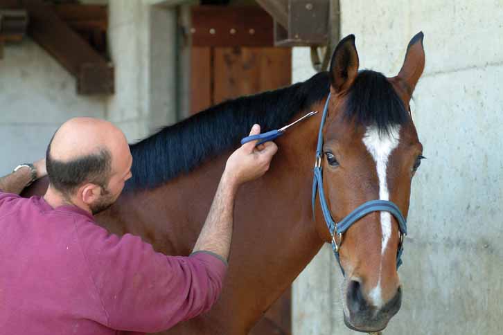 cavallo pulito