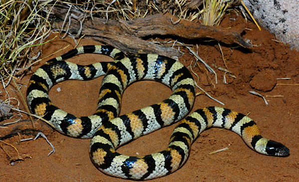 il serpente del latte