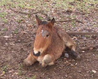 maltrattamento pony
