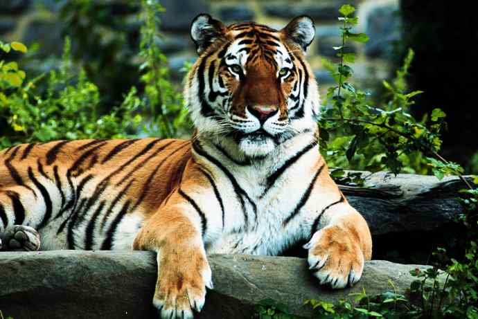 tigre