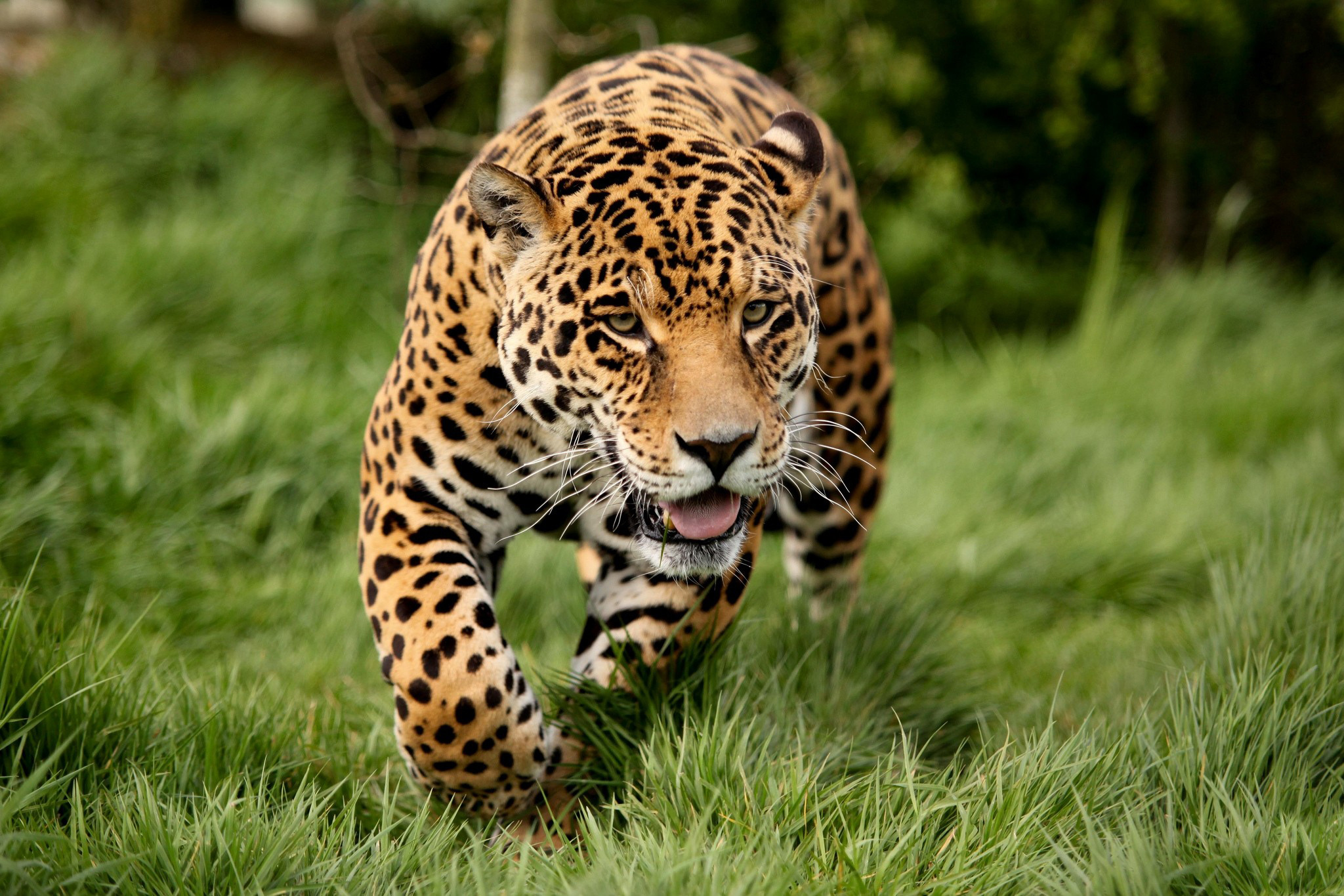 leopardo