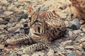 ocelot