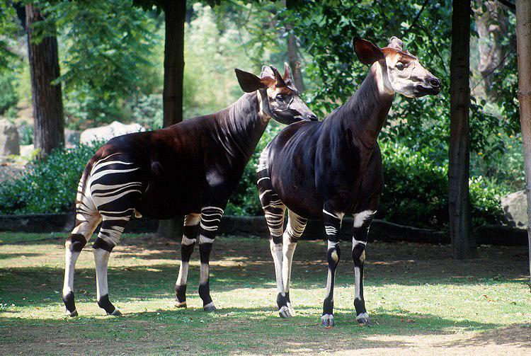 okapi