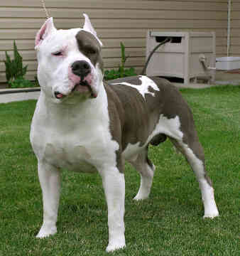 american pitbull terrier