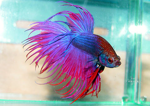 betta splendens