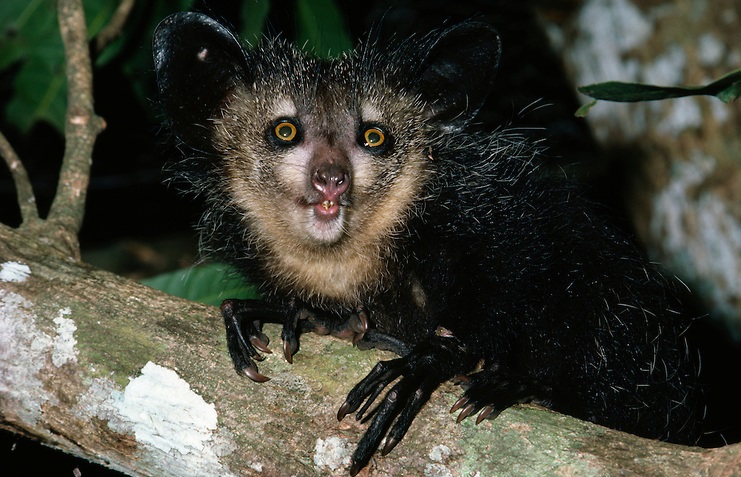 Aye-Aye