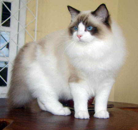 ragdoll