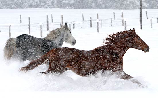 Salvati 10 cavalli da una tempesta di neve