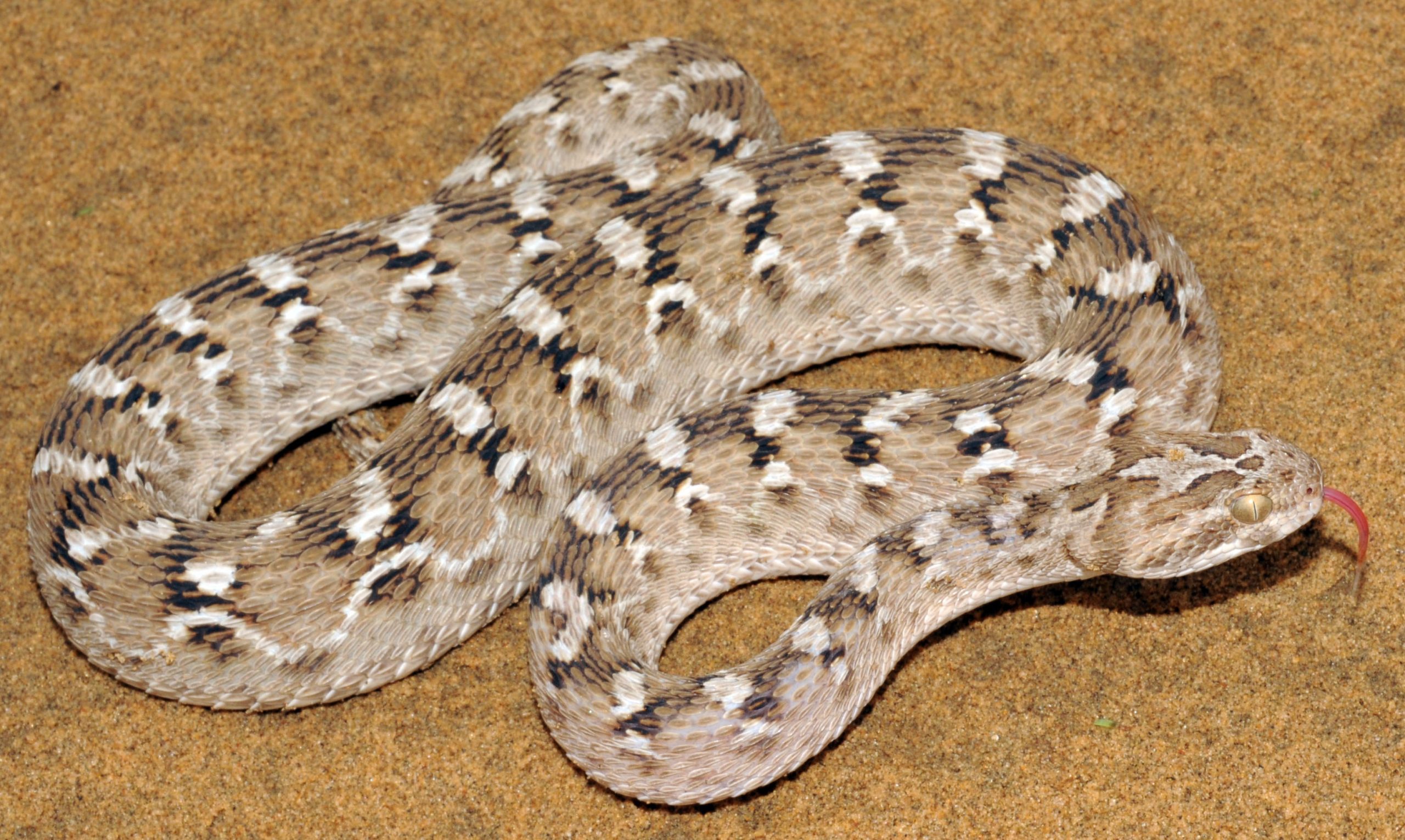 vipera rostrata squamata