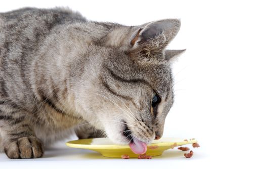 Il gatto anziano e l'alimentazione