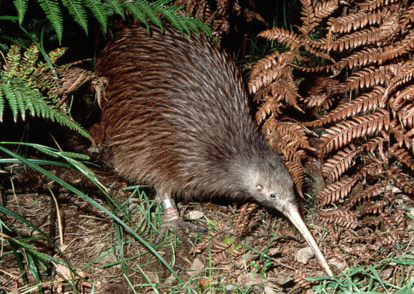 Kiwi Australe