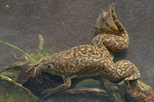 Rana Africana Artigliata