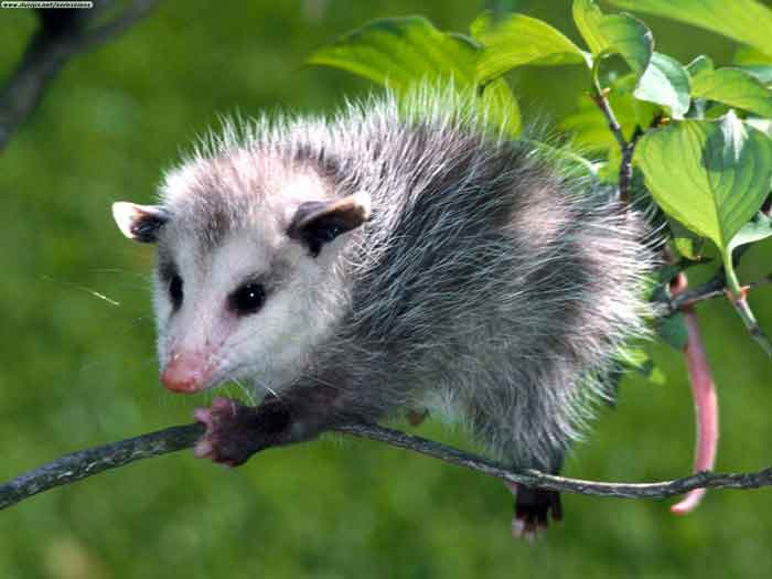 Opossum Virginiano