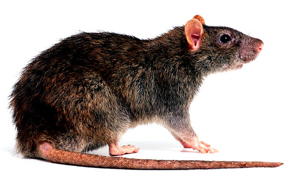 Ratto Delle Chiaviche