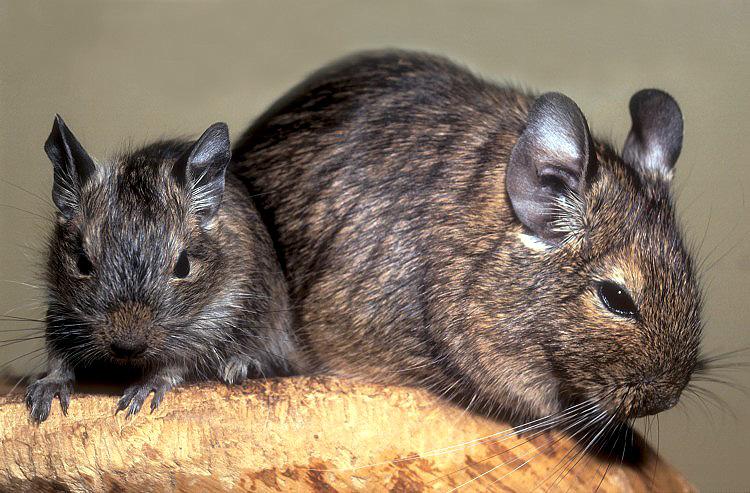 degu