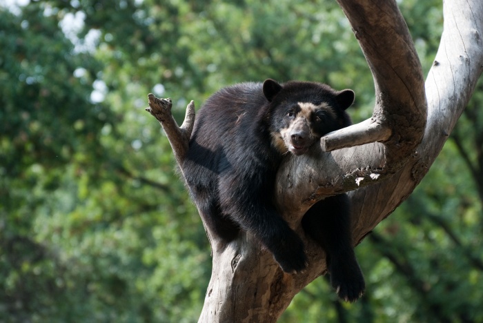 Orso dagli occhiali