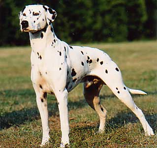 dalmata