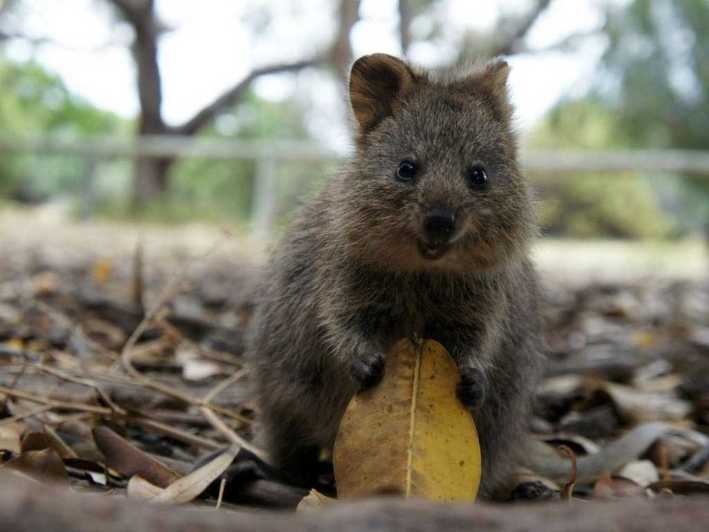 quokka