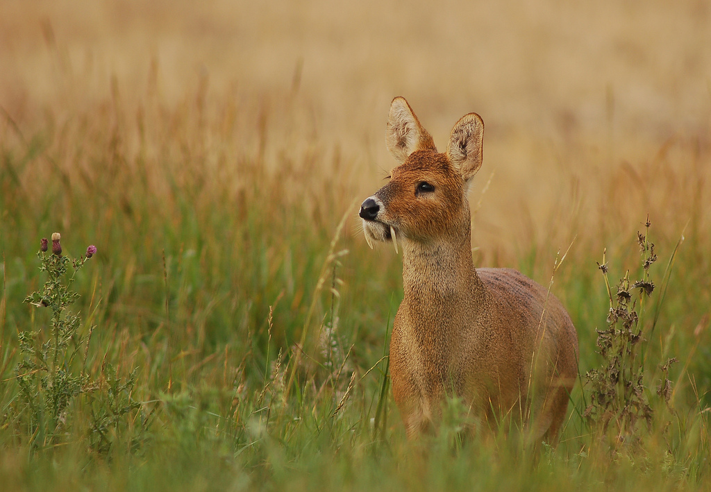 Capriolo D'Acqua