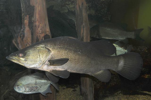 Pesce Persico Del Nilo