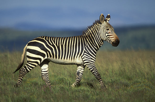 Zebra Di Montagna