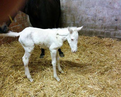 cavalloalbino