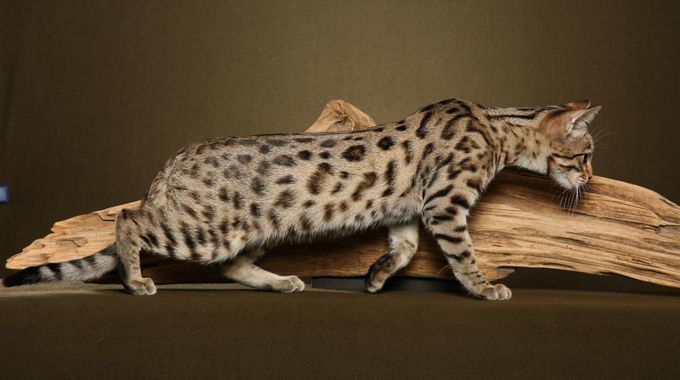 gatto leopardo