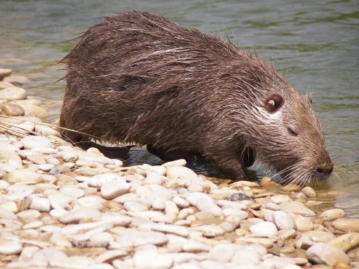 nutria