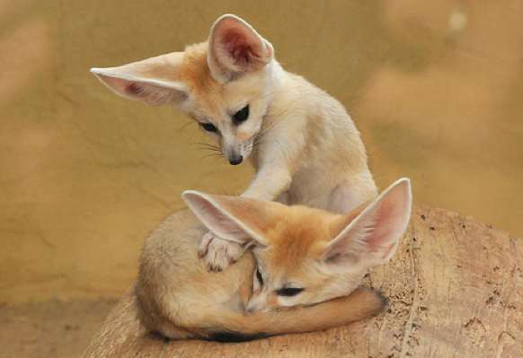 Fennec