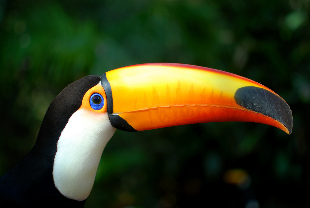 Tucano