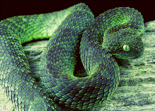 Vipera Cespuglio Verde