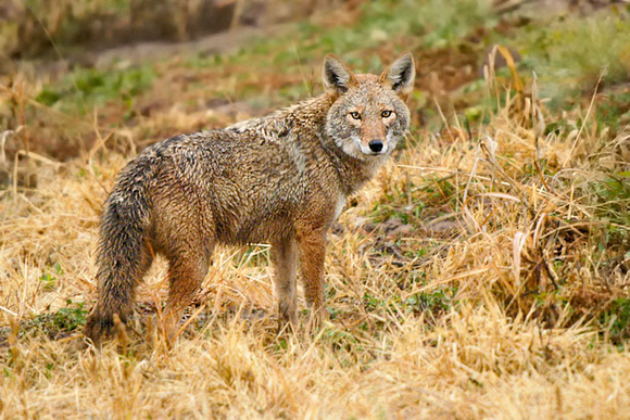 coyote