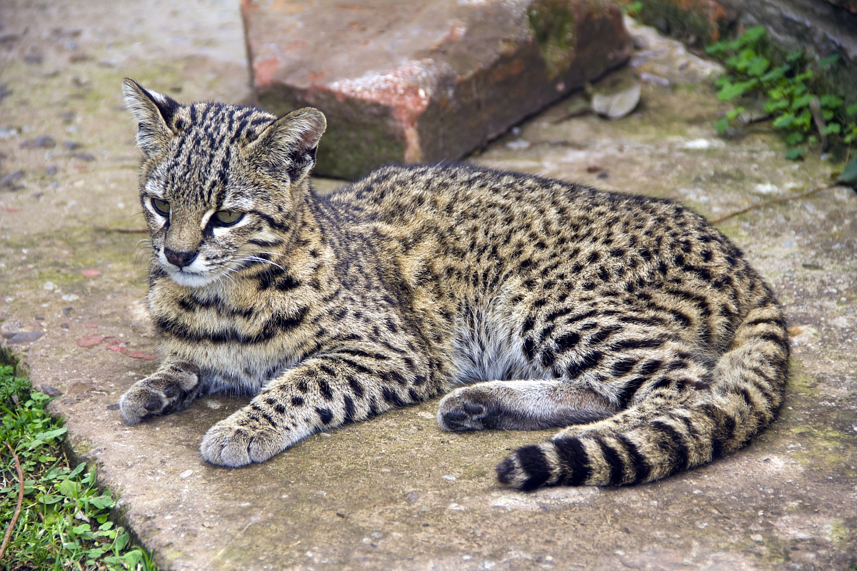 GattoDiGeoffroy