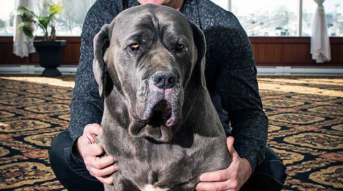 Popeye, mastino napoletano, salva 17 cavalli da un incendio ed entra a far parte della Animal Hall of Fame del Quebec